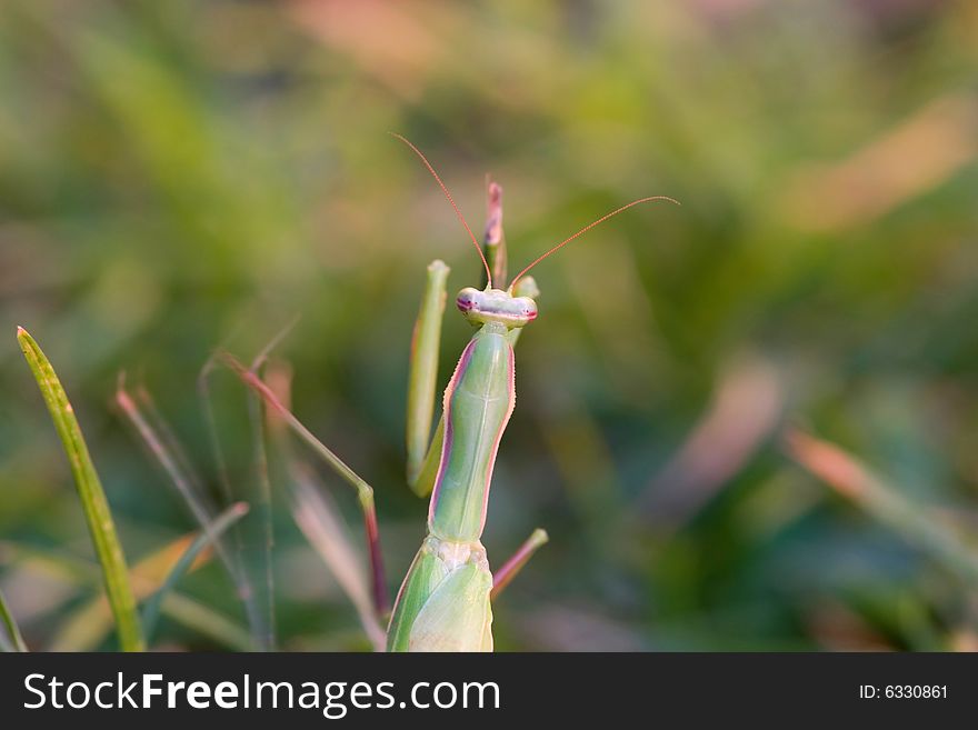 Praying Mantis on green field