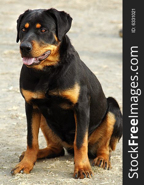 The Rottweiler body is strong, act fast fierce, the vigour is violent,It is have most in the world courageous with power of the dog categories.This dog was used for ever to watch herd of cattle.Them are the cleverness and strong to become contact with easiest of the dog grow. The Rottweiler body is strong, act fast fierce, the vigour is violent,It is have most in the world courageous with power of the dog categories.This dog was used for ever to watch herd of cattle.Them are the cleverness and strong to become contact with easiest of the dog grow.