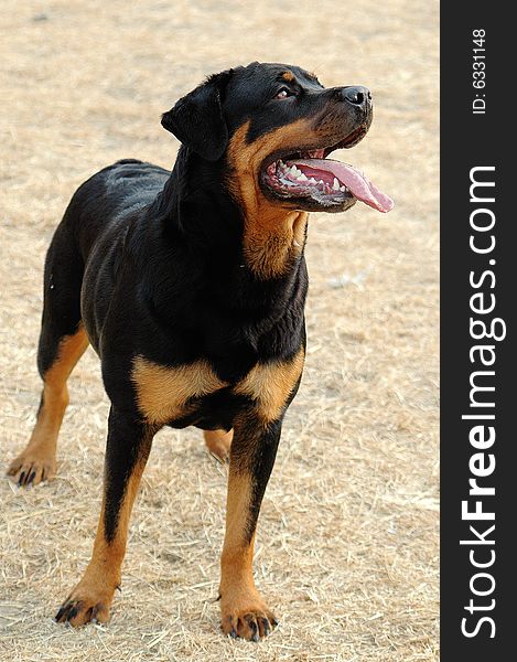 The Rottweiler body is strong, act fast fierce, the vigour is violent,It is have most in the world courageous with power of the dog categories.This dog was used for ever to watch herd of cattle.Them are the cleverness and strong to become contact with easiest of the dog grow. The Rottweiler body is strong, act fast fierce, the vigour is violent,It is have most in the world courageous with power of the dog categories.This dog was used for ever to watch herd of cattle.Them are the cleverness and strong to become contact with easiest of the dog grow.