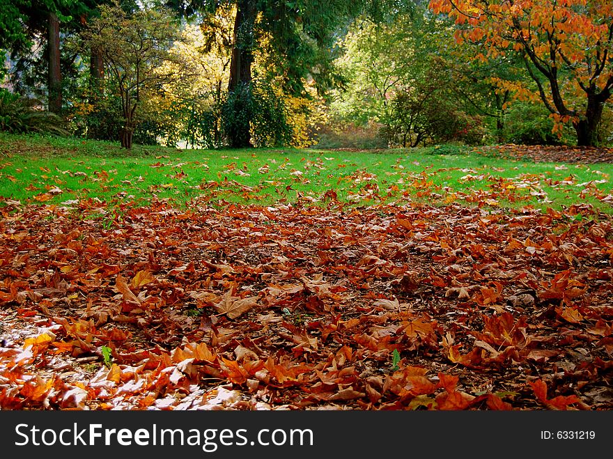 Leaves on the ground at Arboretum in Seattle, WA. Leaves on the ground at Arboretum in Seattle, WA