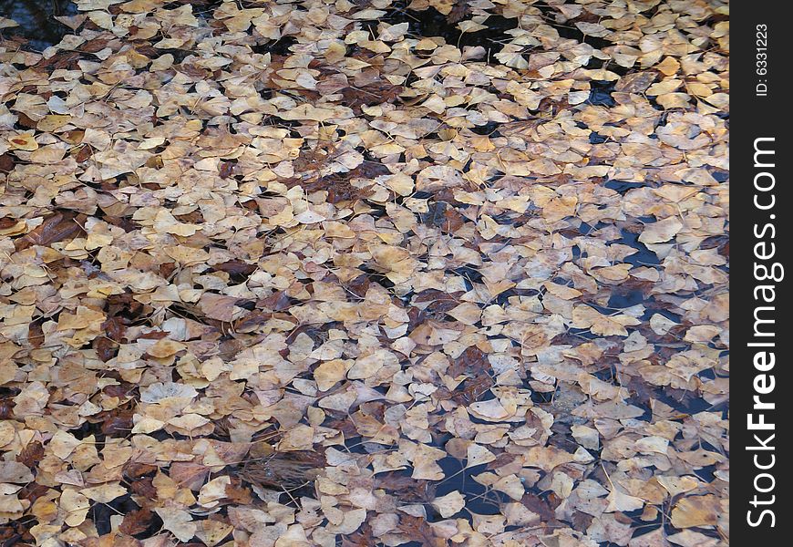 Orange floating leaves on a lake