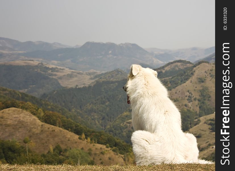 White dog sitting on the hill. White dog sitting on the hill