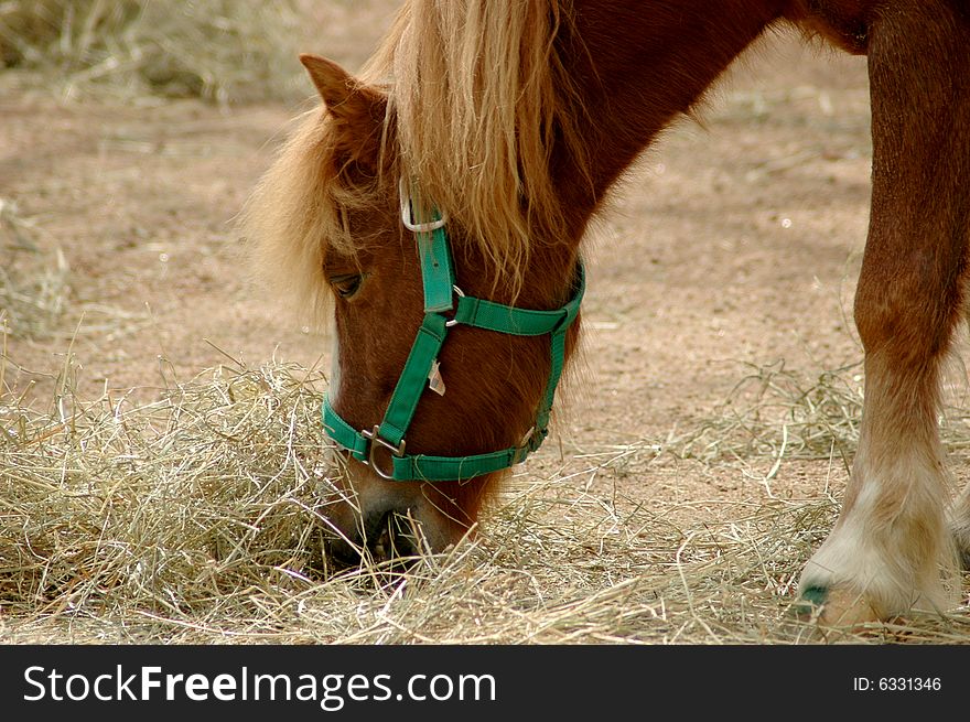 Horse Eating