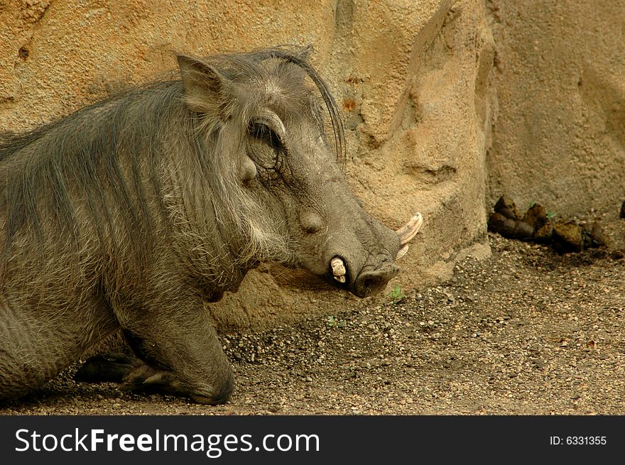 Warthog standing at the zoo. Warthog standing at the zoo