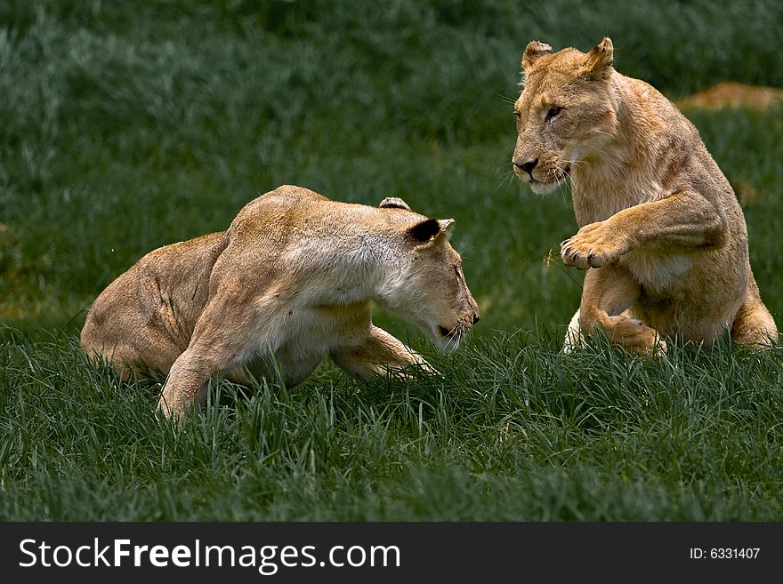 Two Playing Lionesses in the african savanna grass
