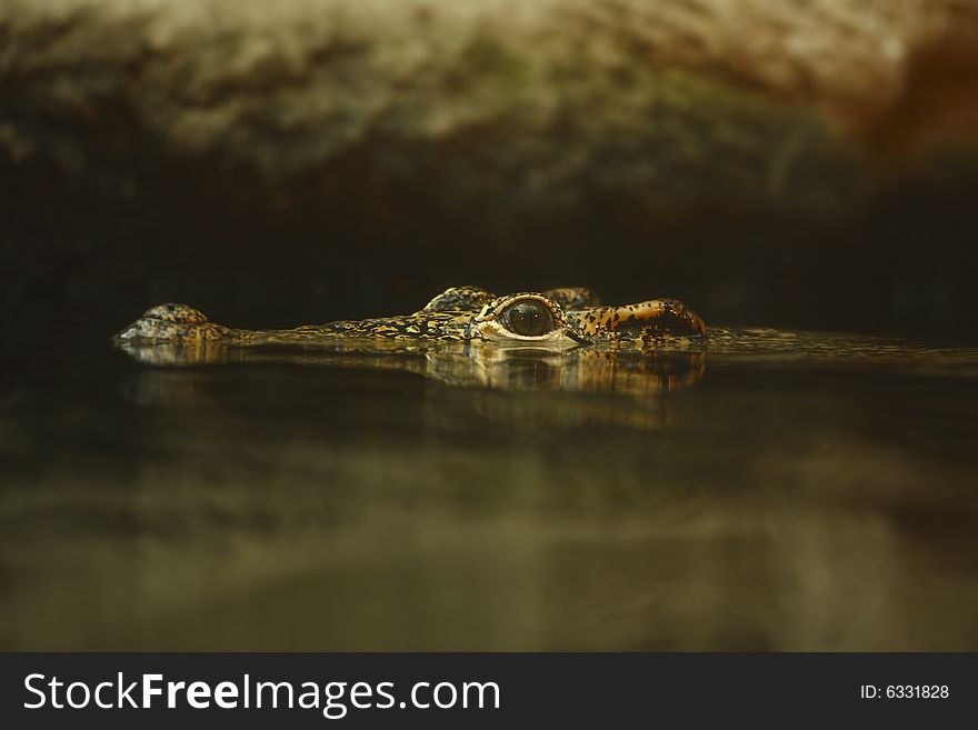 Crocodile eyes among the water