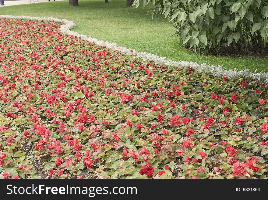 Park in city: flower bed. Pink beautiful flowers. Park in city: flower bed. Pink beautiful flowers.