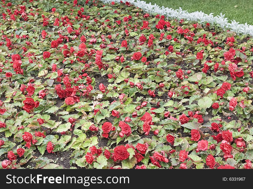 Park in city: flower bed. Pink beautiful flowers. Park in city: flower bed. Pink beautiful flowers.