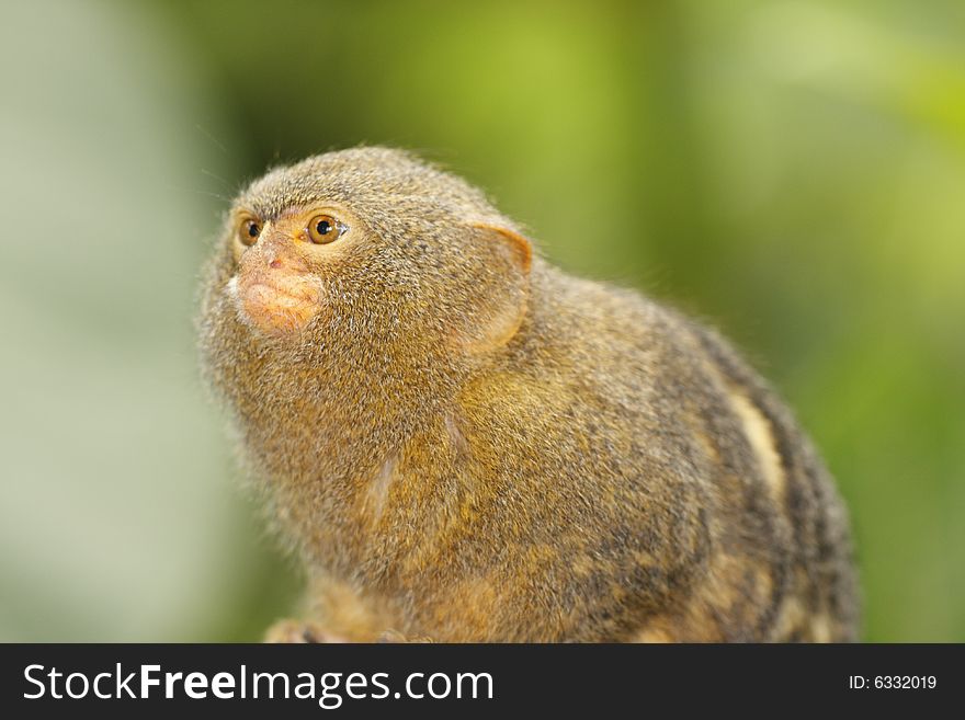 Portrait of cute brown monkey. Portrait of cute brown monkey