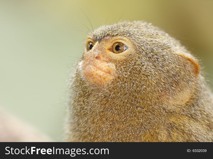 Portrait of cute brown monkey. Portrait of cute brown monkey