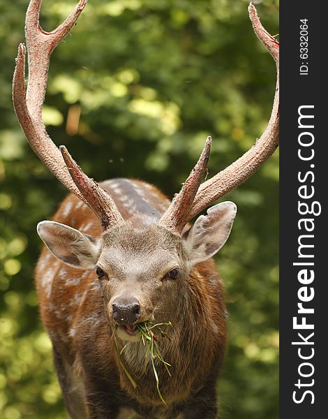 Beautiful head of buck in the forest