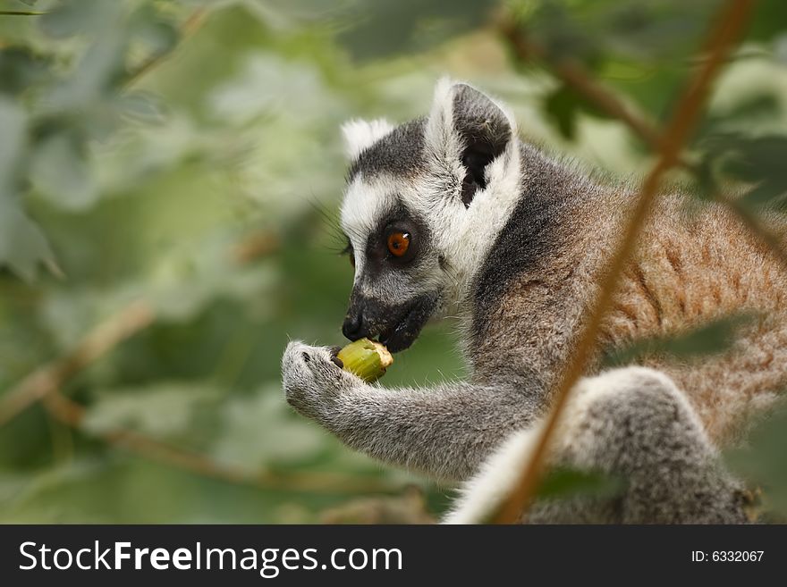 Eating Lemur