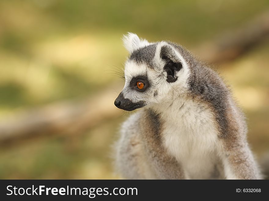 Beautiful portrait of lemur in the zoo