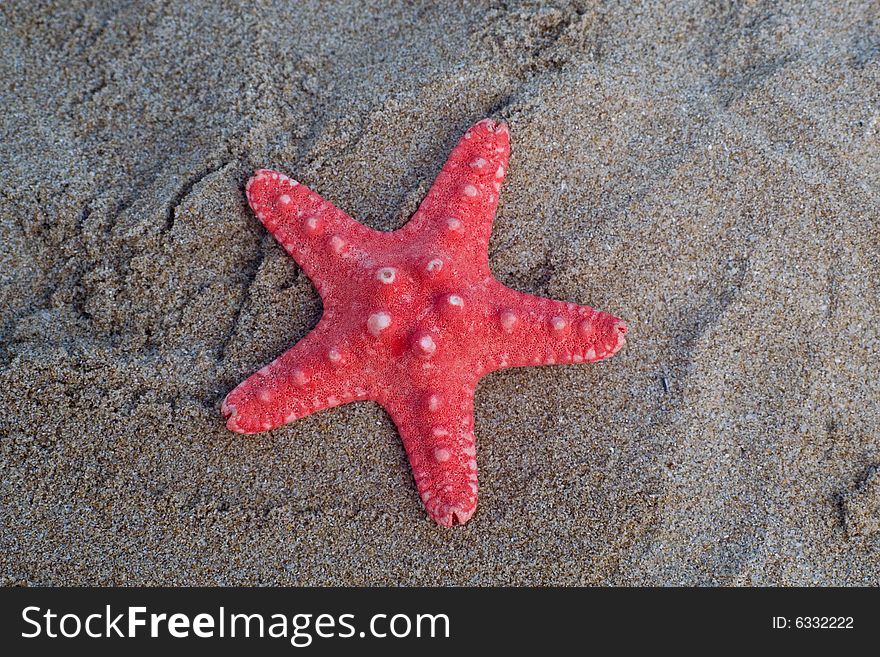 Red star seafish on sand