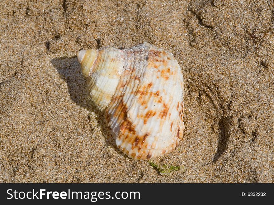 Seashell on  Bulgarian seaside sand