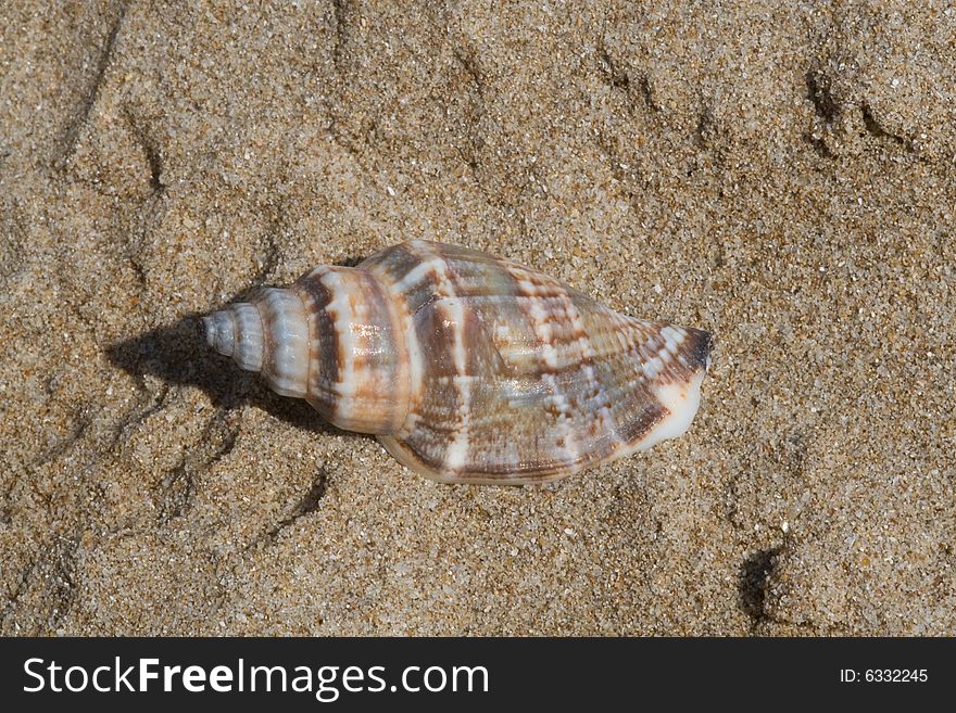 Seashell on  Bulgarian seaside sand