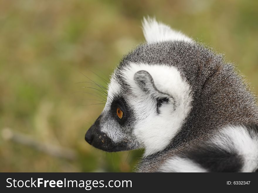 Beautiful portrait of lemur in the zoo