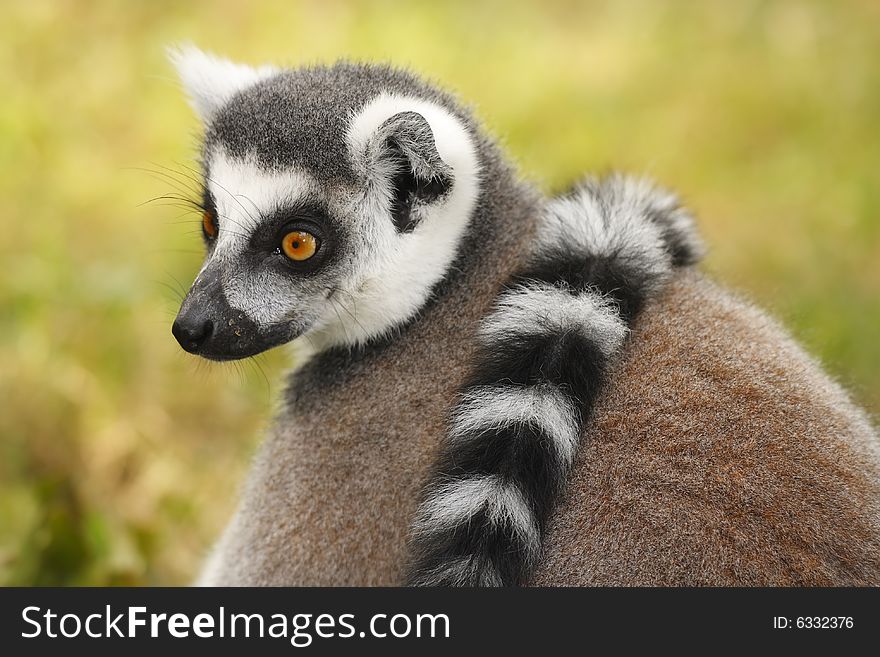 Beautiful portrait of lemur in the zoo