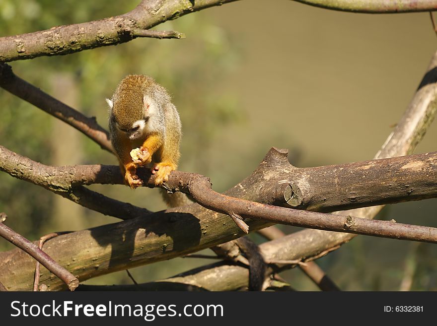 Portrait of cute brown monkey