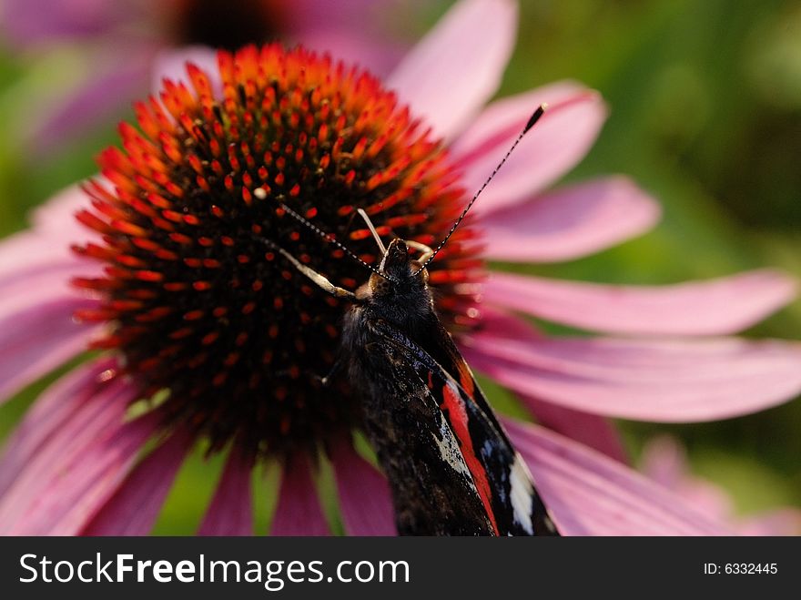 Insect with a lot of flowers