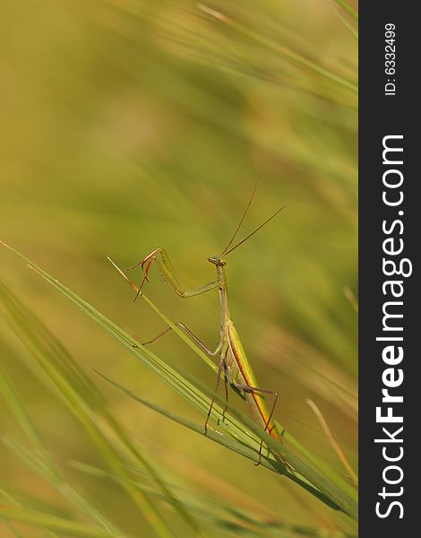 Beautiful detail of green mantis. Beautiful detail of green mantis