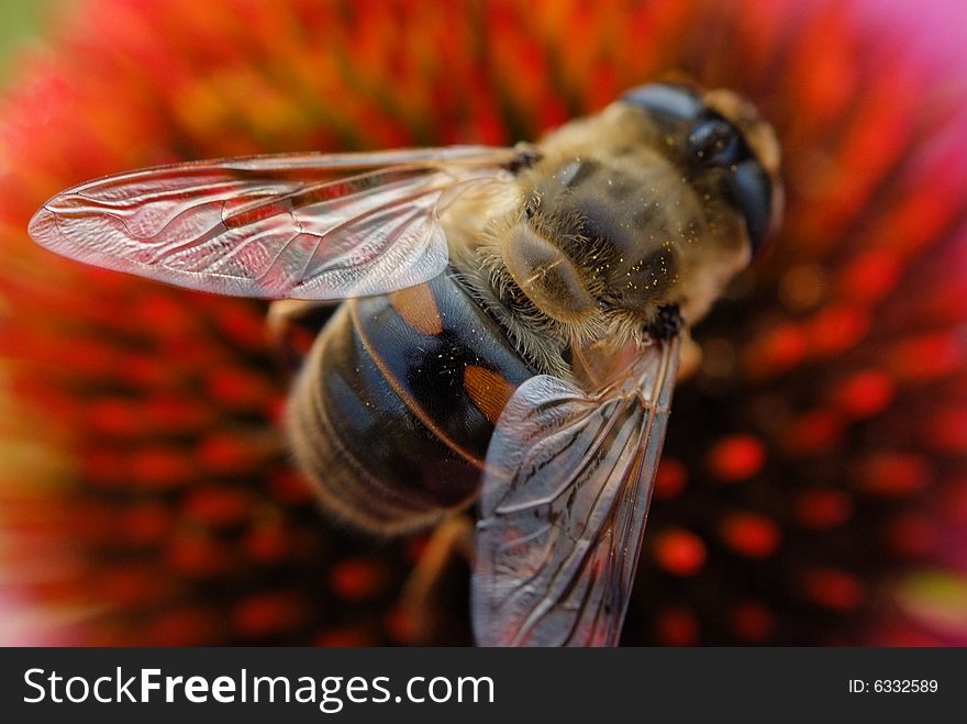 Insect with a lot of flowers