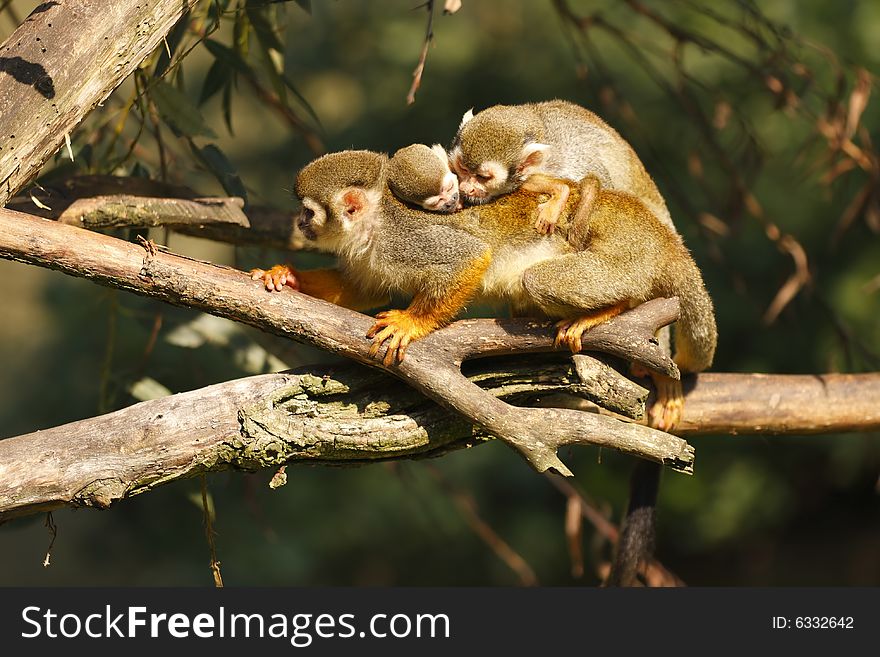 Beautiful moneky with baby on the tree. Beautiful moneky with baby on the tree