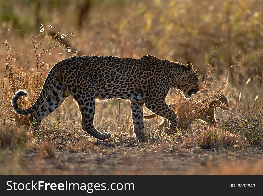 Leopard mother and cub during afternoon stroll through the african bush