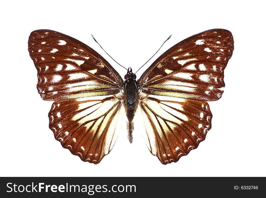 Beautiful butterfly isolated on the white background