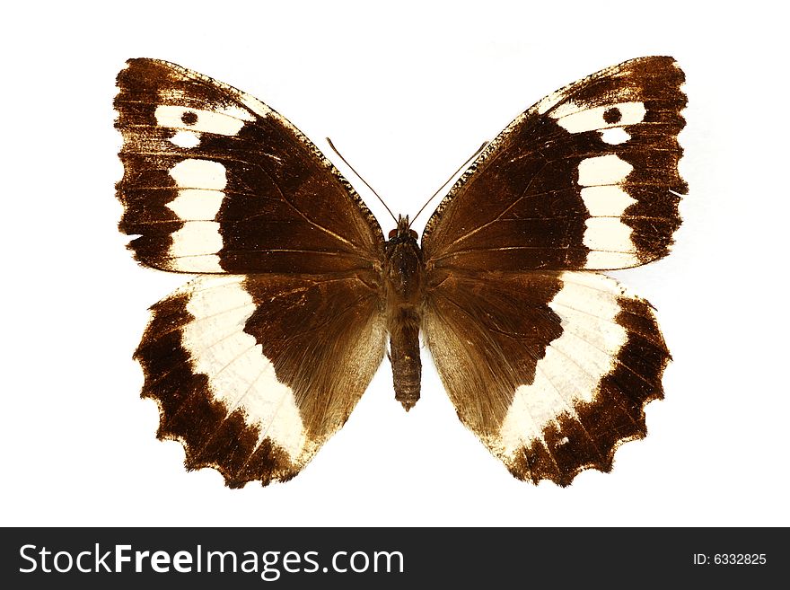 Beautiful butterfly isolated on the white background