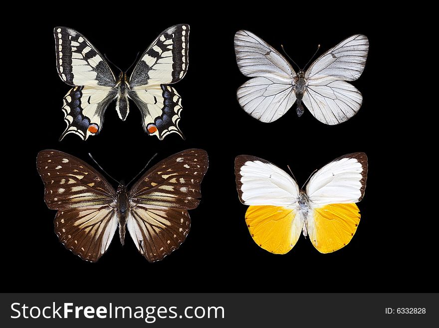 Collection of butterflies isolated on the black background