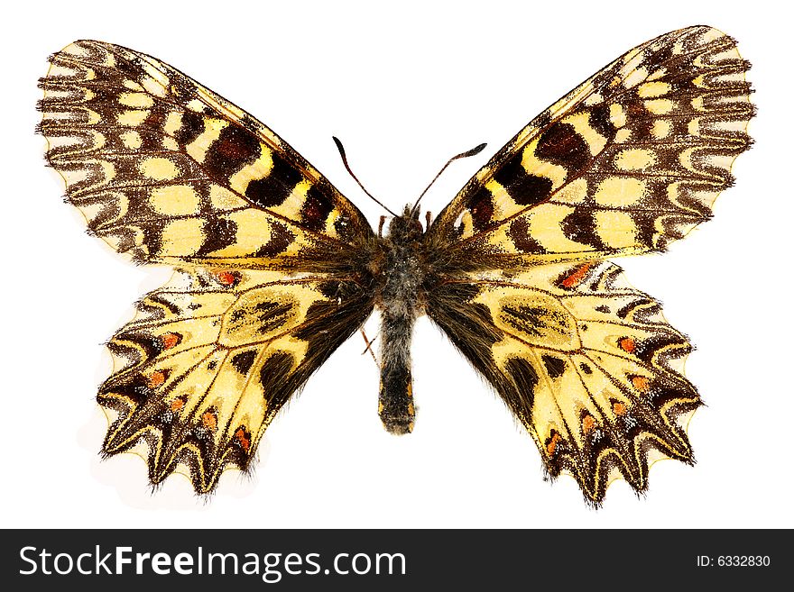 Beautiful butterfly isolated on the white background. Beautiful butterfly isolated on the white background