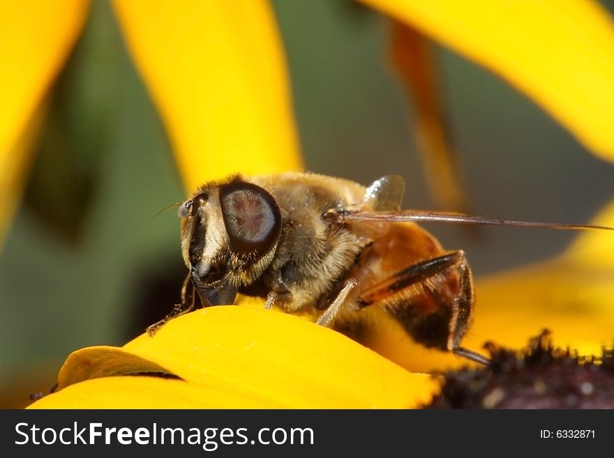 Hoverfly on the yellow flower