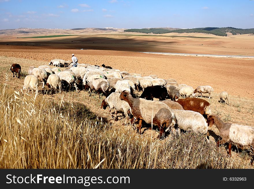 Flock of sheep lead by the shepherd