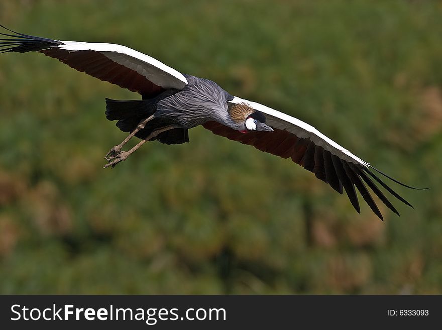 Grey Crowned Crane in flight over green background