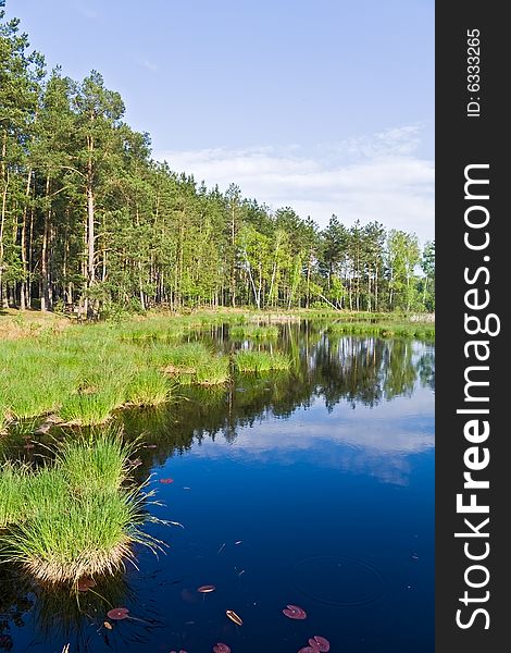 Lake In The Forest