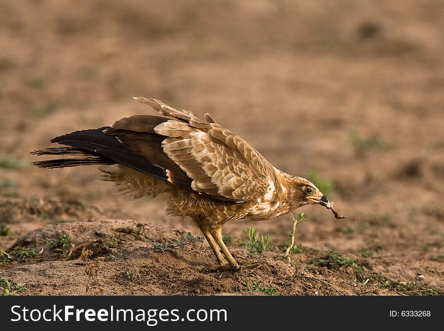 African Harrier Hawk