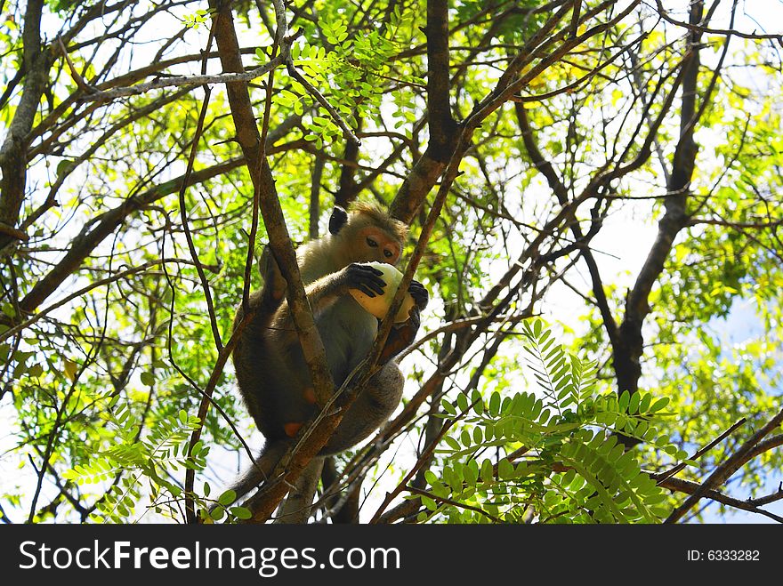 Monkey eating