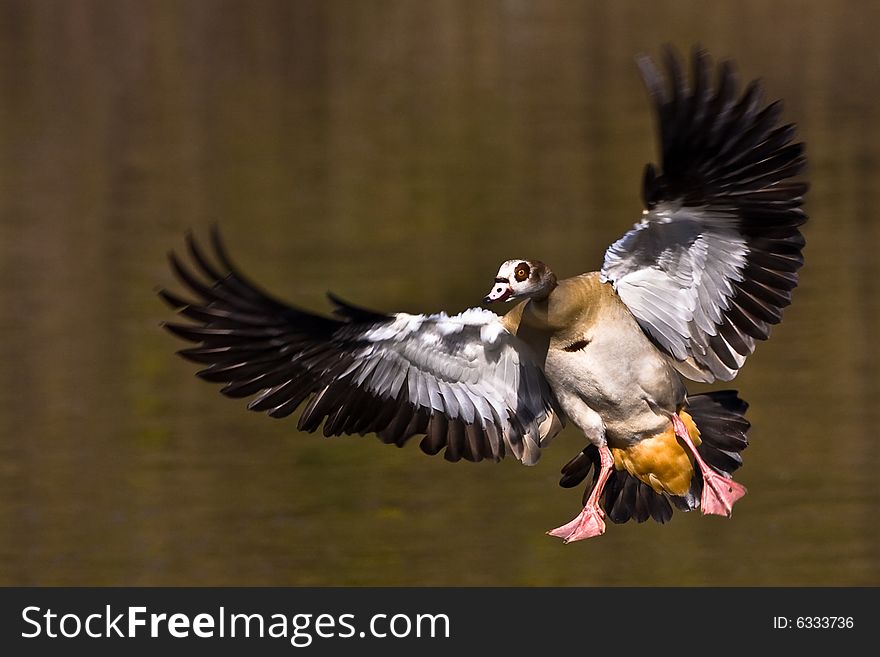 Egyptian Goose Landing with outstretched wings in water