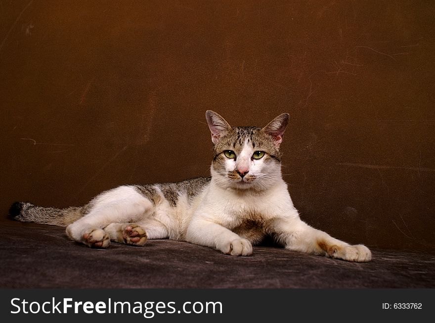 A lovely Siamese cat laying. A lovely Siamese cat laying