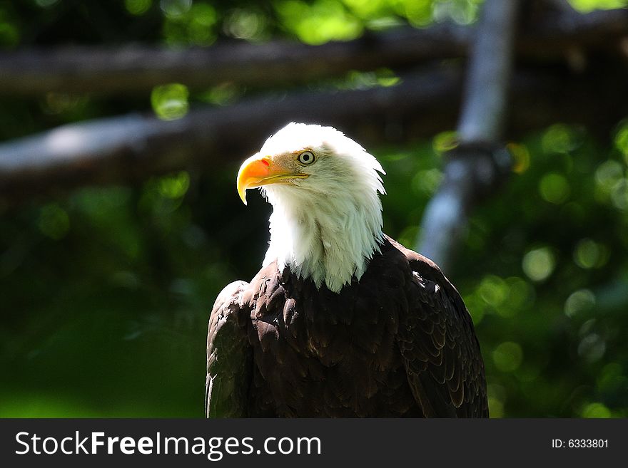 Bald Eagle waiting in a tree patiently waiting . Bald Eagle waiting in a tree patiently waiting