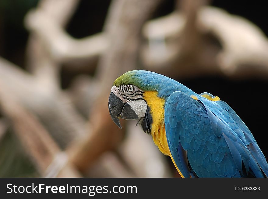 A beautiful macaw in zoo