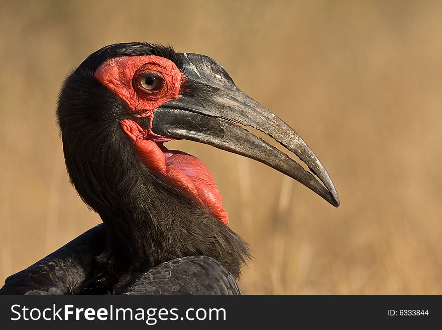 Ground Hornbill closeup portrait with front light and focus on eye. Ground Hornbill closeup portrait with front light and focus on eye