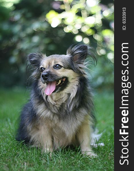 Dog in the garden, showing teeth and tongue