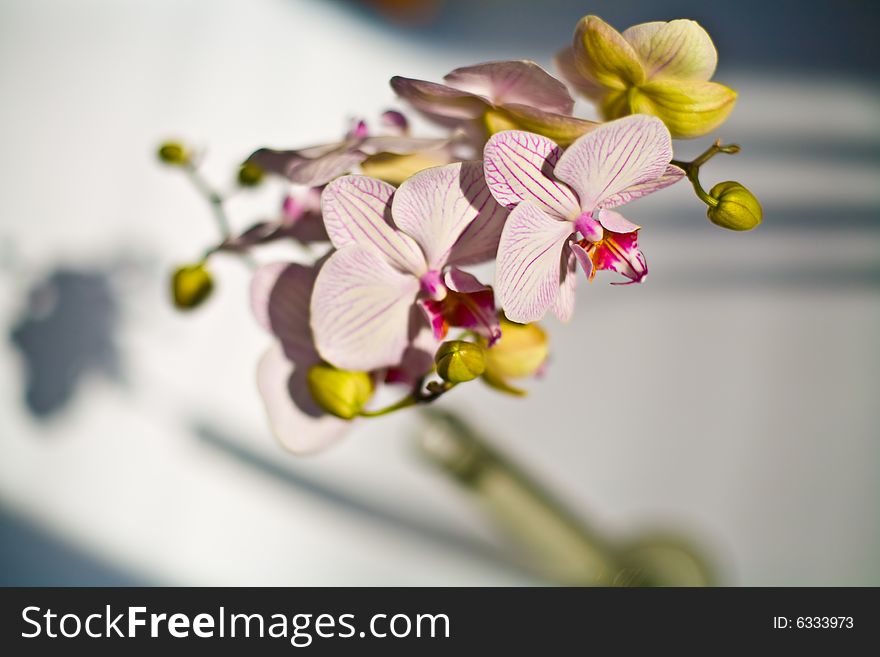 Nature series: beauty orchid flower in glassy vase