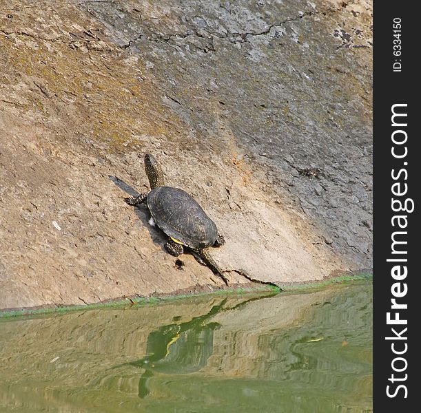Little turtle is resting near water