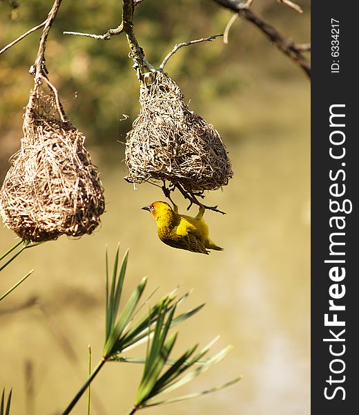 Cape Weaver