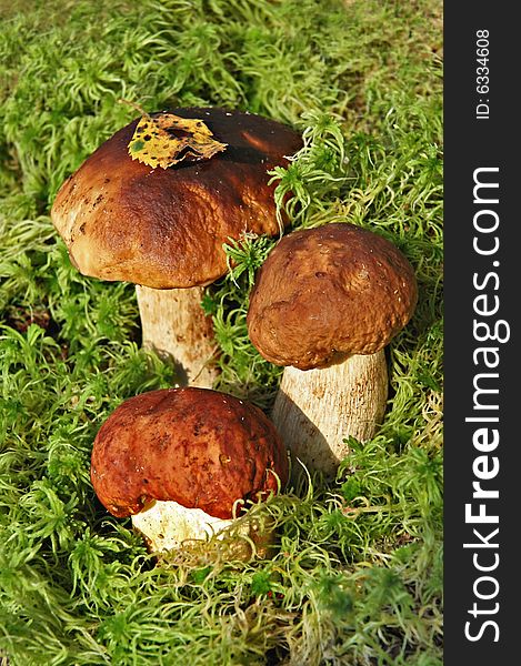 Three brown and white colored wood mushrooms in green grass.