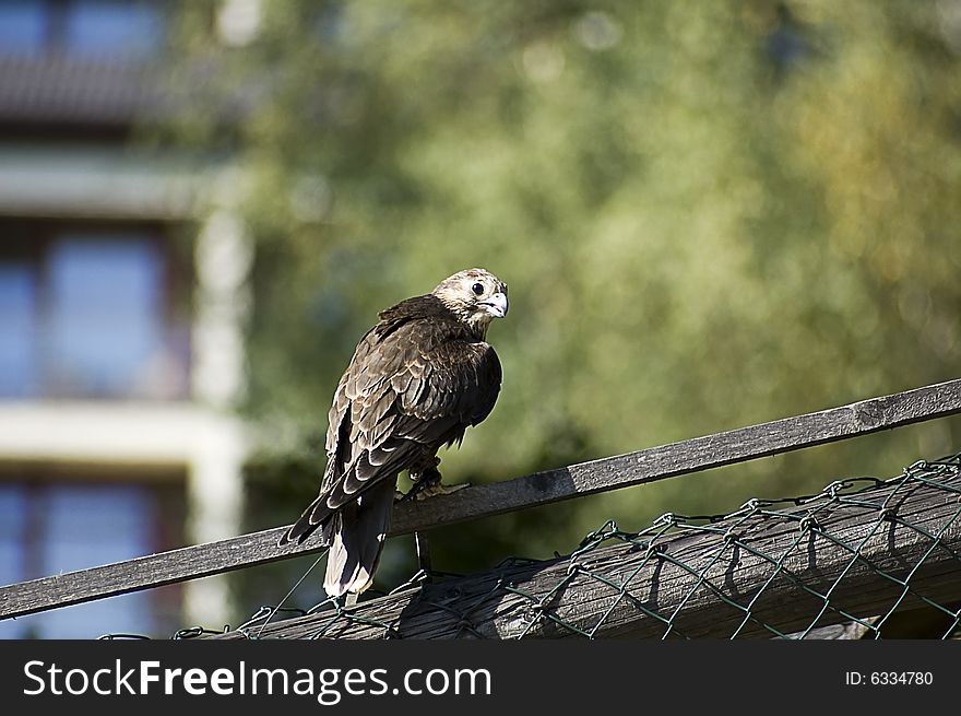 Falcon On The Fence