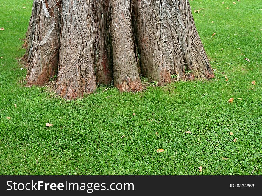 Trunk Of Old Tree On Green Grass